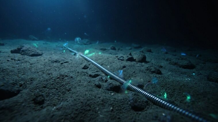 Au fond de l'Atlantique reposent depuis des décennies des câbles à peine plus gros qu'un tuyau d'arrosage dont dépend pres...