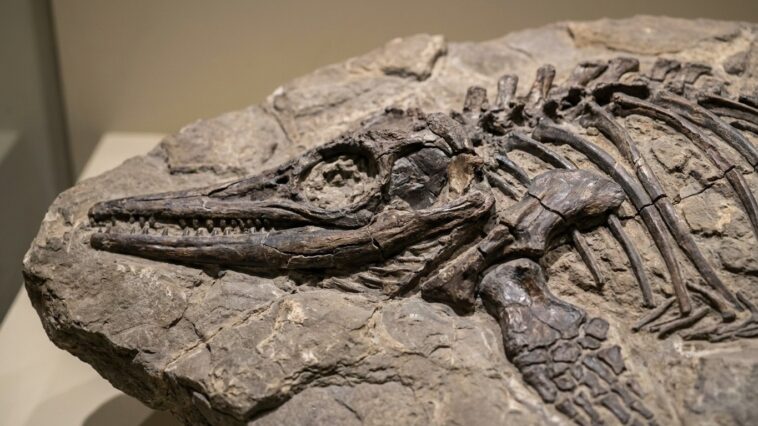 Dans une plaine du Queensland dormait depuis 100 millions d'années un reptile marin de 6 m avec son dernier repas encore e...
