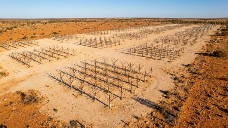 En plantant 131 072 antennes dans un désert australien, les astronomes ont littéralement effacé toute trace de signal huma...