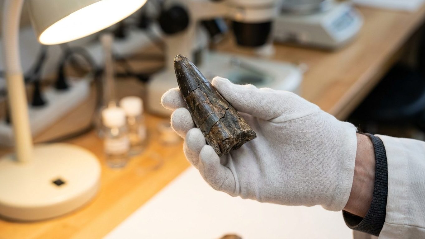 C'est officiel pour le T. rex : 36,3 °C relevés dans l'émail de trois dents, six degrés au-dessus du crocodile du même gis...